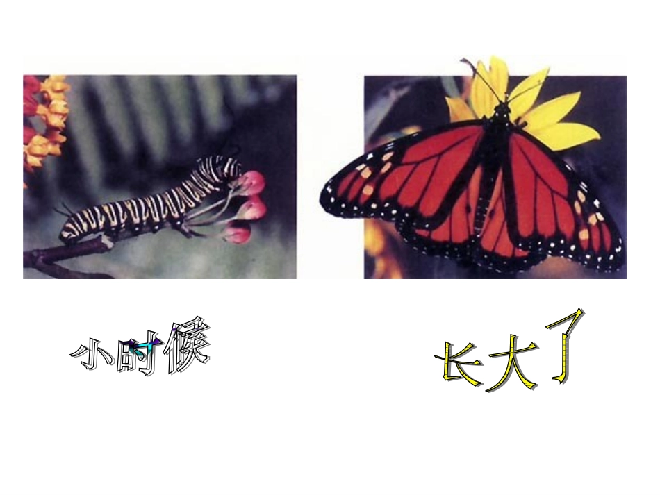 昆虫的生殖和发育 (3)_第2页