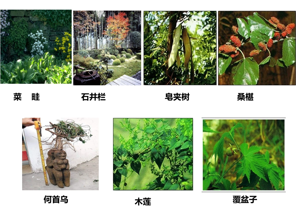 从百草园到三味书屋（句式训练）_第3页
