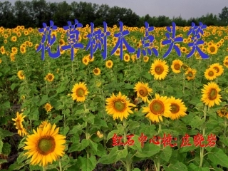 花草树木点头笑(1)