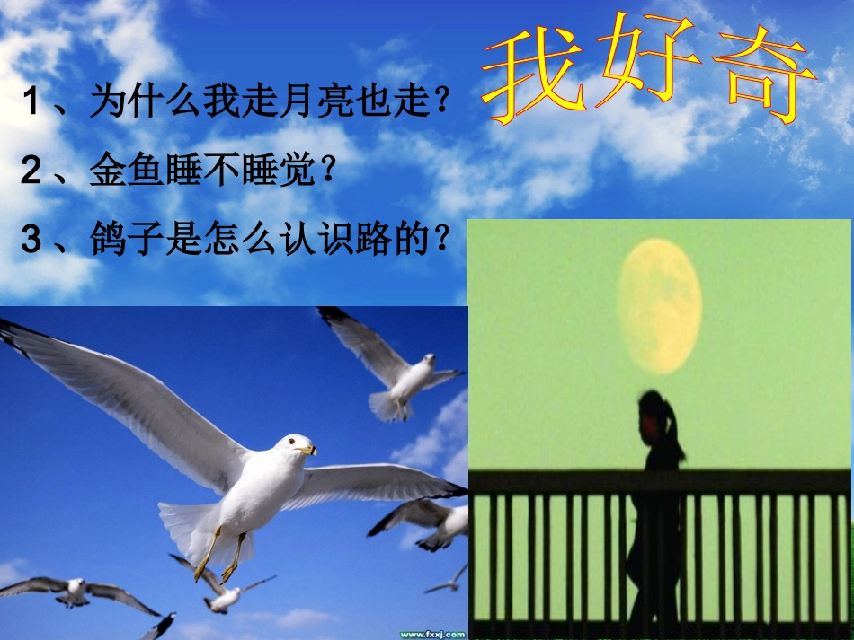 苏教版三年级科学尽可能多地提出问题_第2页