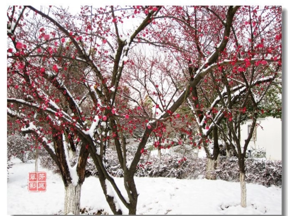 《梅花魂》PPT教学课件_第1页