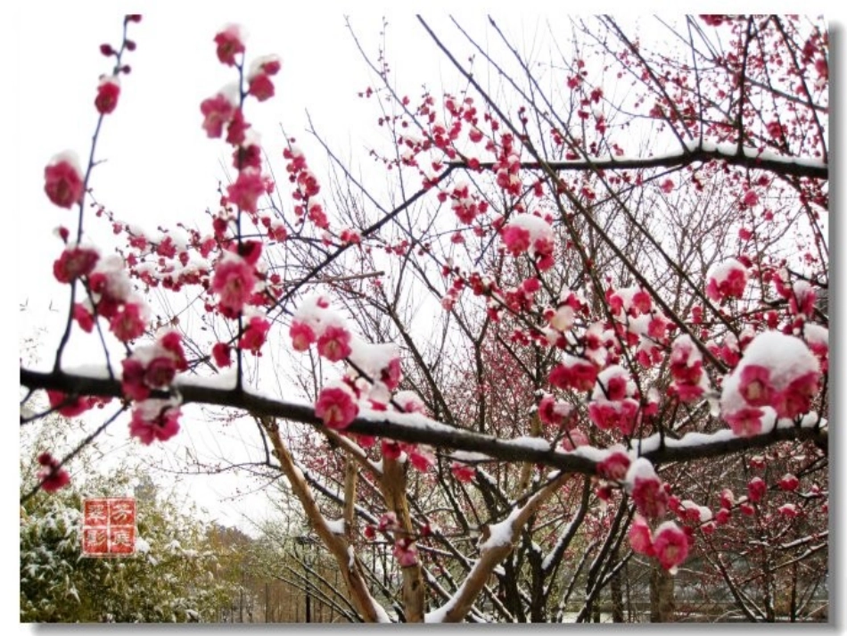 《梅花魂》PPT教学课件_第3页