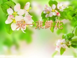 《采一束鲜花》课件