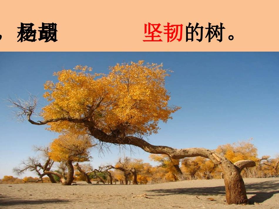 《西风胡杨》课件_第3页