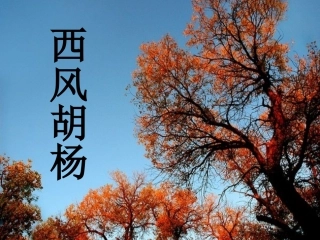 《西风胡杨》课件