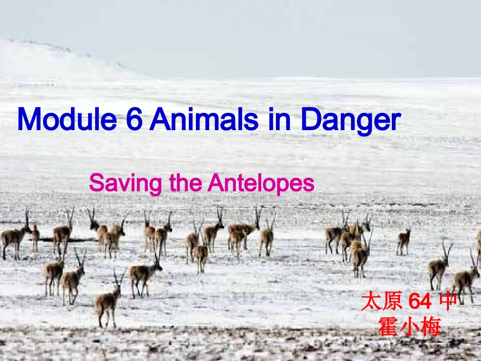 必修五Module6AnimalsinDanger_第1页