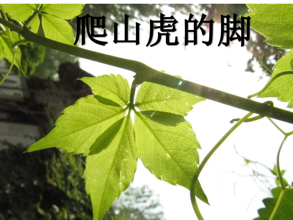 小学四年级上册语文第六课爬山虎的脚PPT课件2_第1页