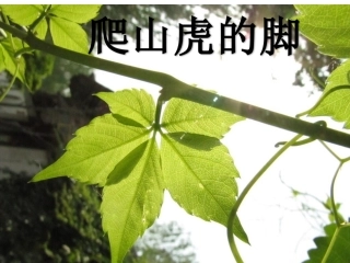 小学四年级上册语文第六课爬山虎的脚PPT课件2