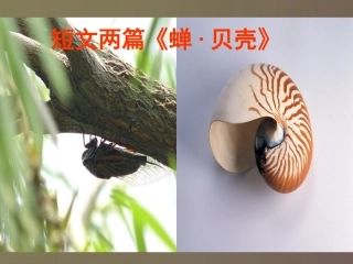 《短文两篇·蝉·贝壳》