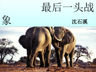 《最后一头战象》课件3