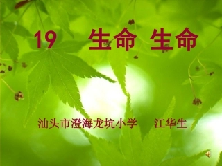 《19生命生命》公开课课件