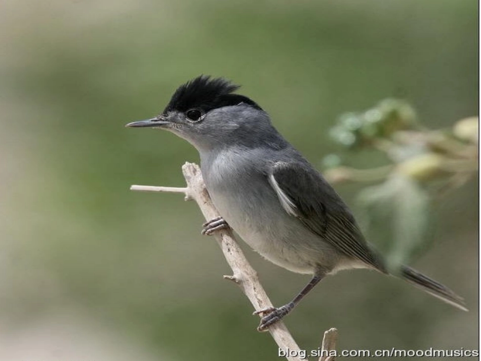 《面对夜莺感到羞愧》_第1页