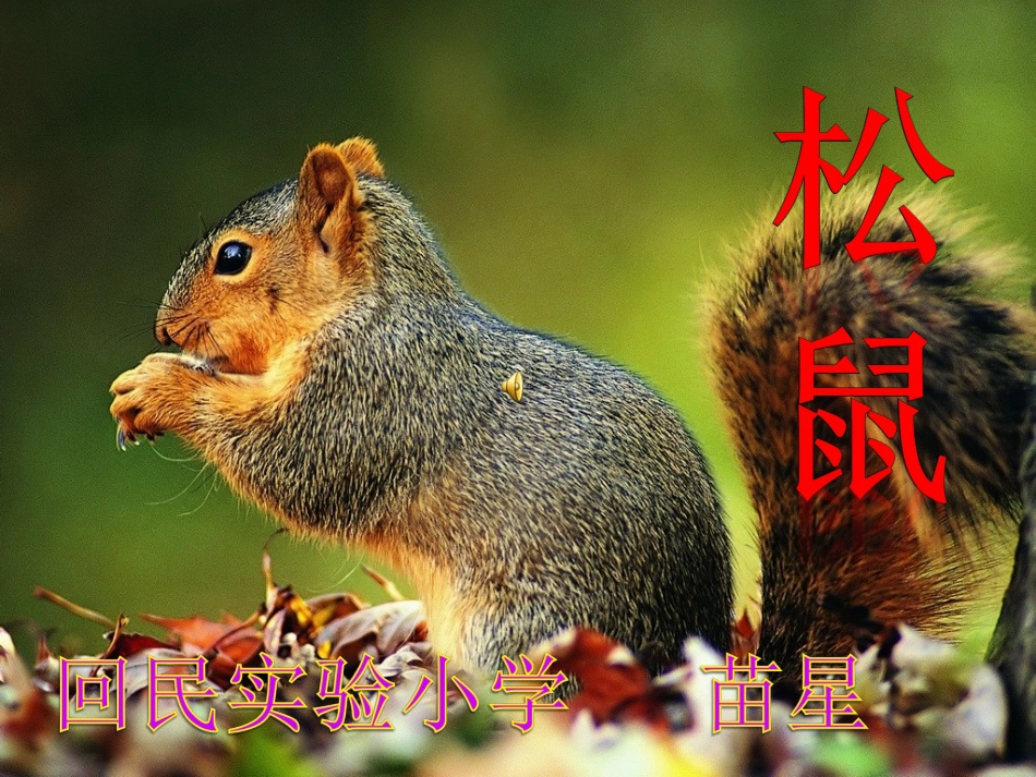 《松鼠》PPT课件讲(2)_第1页