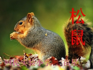 《松鼠》PPT课件讲(2)