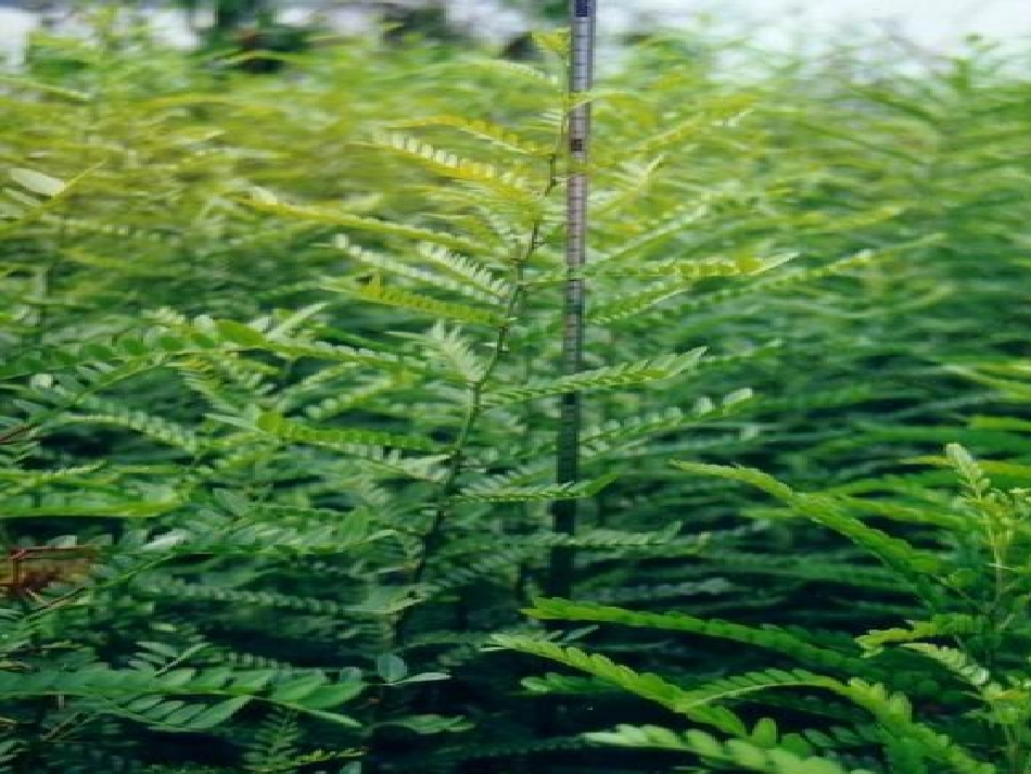 《高大的皂荚树》课件_第1页