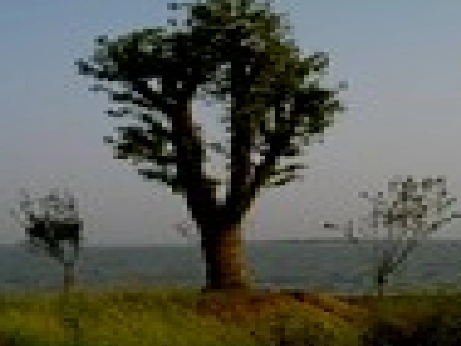 《高大的皂荚树》课件_第2页