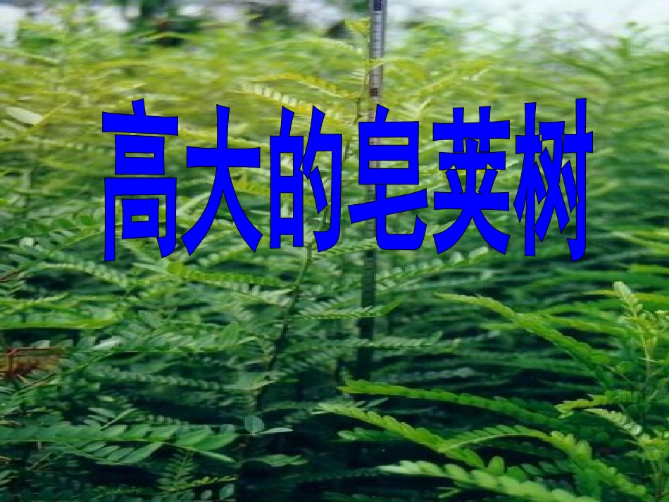 《高大的皂荚树》课件_第3页
