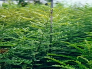 《高大的皂荚树》课件