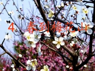 春到梅花山PPT课件