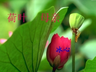 《荷叶母亲》 (2)