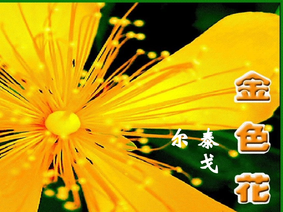 《金色花》自制 (2)_第3页