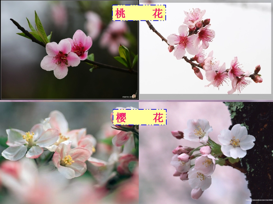 《各种各样的花》_第3页