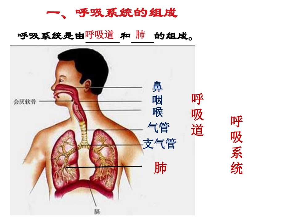 新人教版七年级生物下册：31《呼吸道对空气的处理》课件（共31张PPT）_第3页