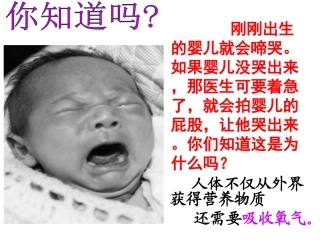 新人教版七年级生物下册：31《呼吸道对空气的处理》课件（共31张PPT）