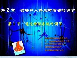 通过神经系统的调节 (2)
