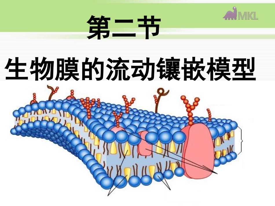 必修1第4章第2节生物膜的流动镶嵌模型_第2页