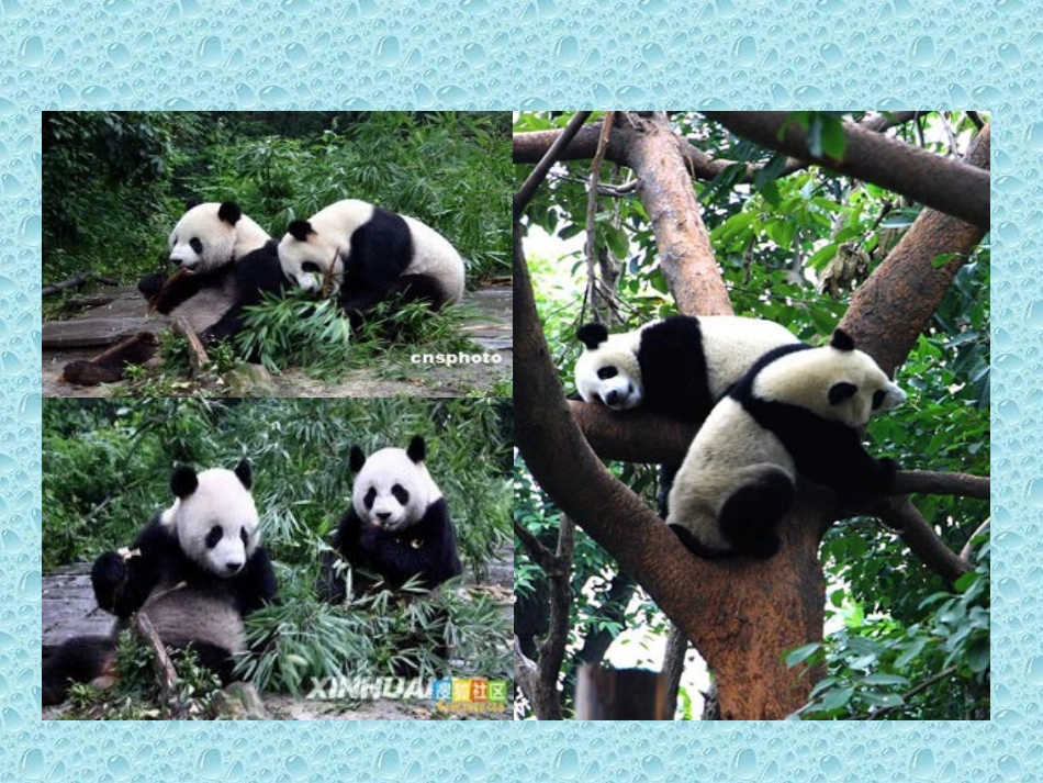 《团团和圆圆》课件_第2页