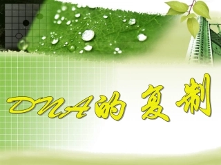 DNA的复制 (2)