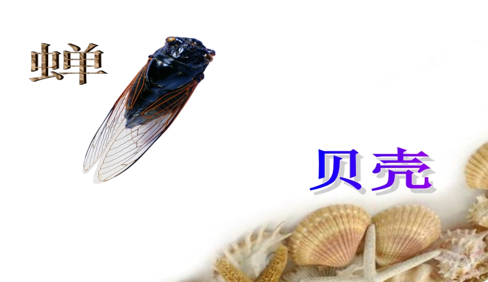《蝉、贝壳》课件2_第2页