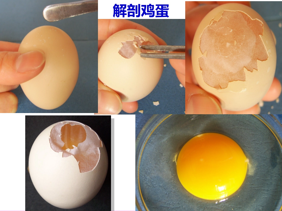 人教版生物必修一31《细胞膜—系统的边界》课件（共21张PPT）_第3页