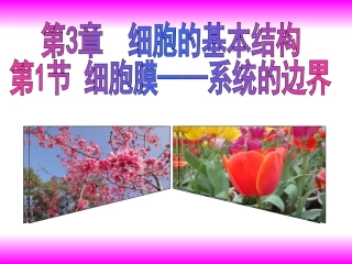 人教版生物必修一31《细胞膜—系统的边界》课件（共21张PPT）