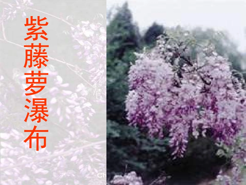 《紫藤萝瀑布》课件 (3)_第2页