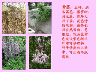 《紫藤萝瀑布》课件 (3)