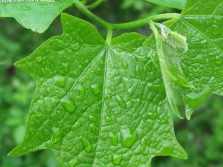 《囚绿记》冯凌云