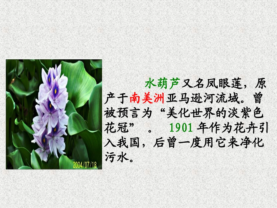 《生物入侵者》优秀公开课PPT_第2页