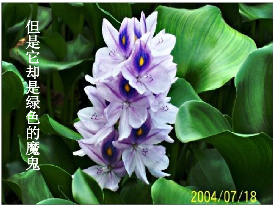 《生物入侵者》优秀公开课PPT_第3页