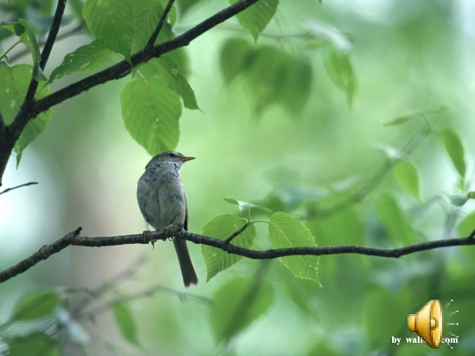 《森林水车》—小学二年级音乐课件_第2页