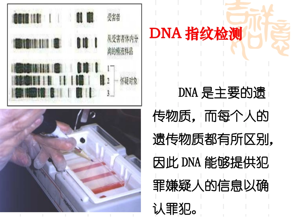 遗传信息的携带者——核酸_第2页