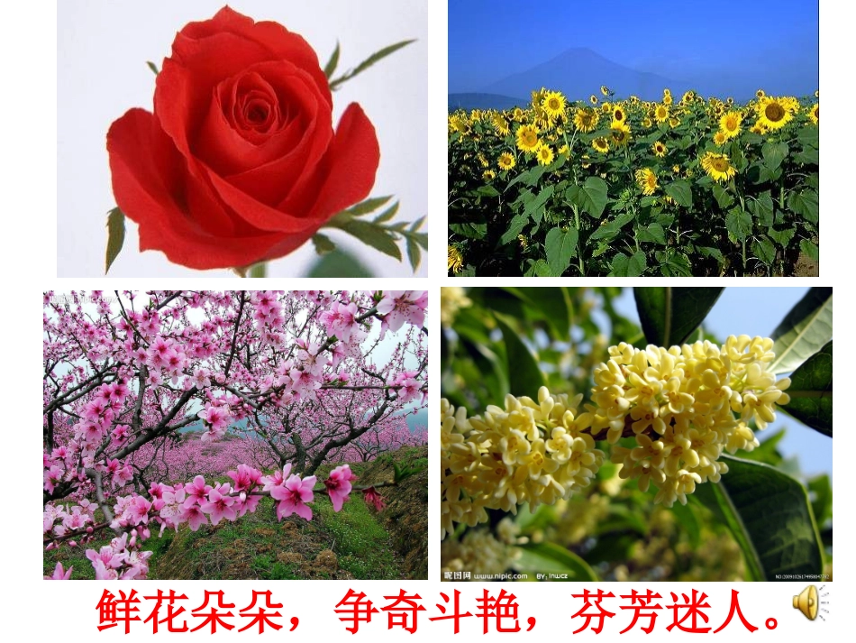 《花钟》PPT课件 (2)_第2页