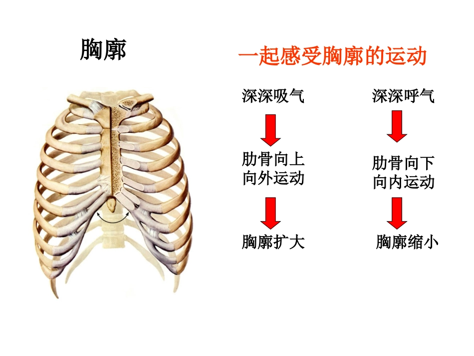 《发生在肺内的气体交换》参考课件_第2页