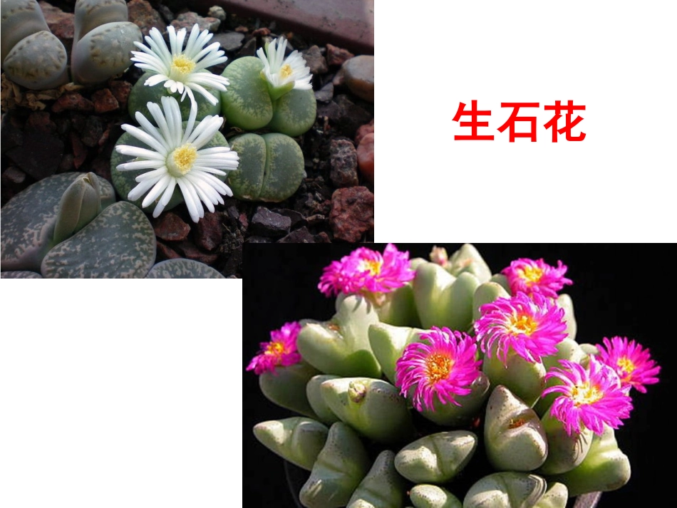 7111生物的特征_第3页