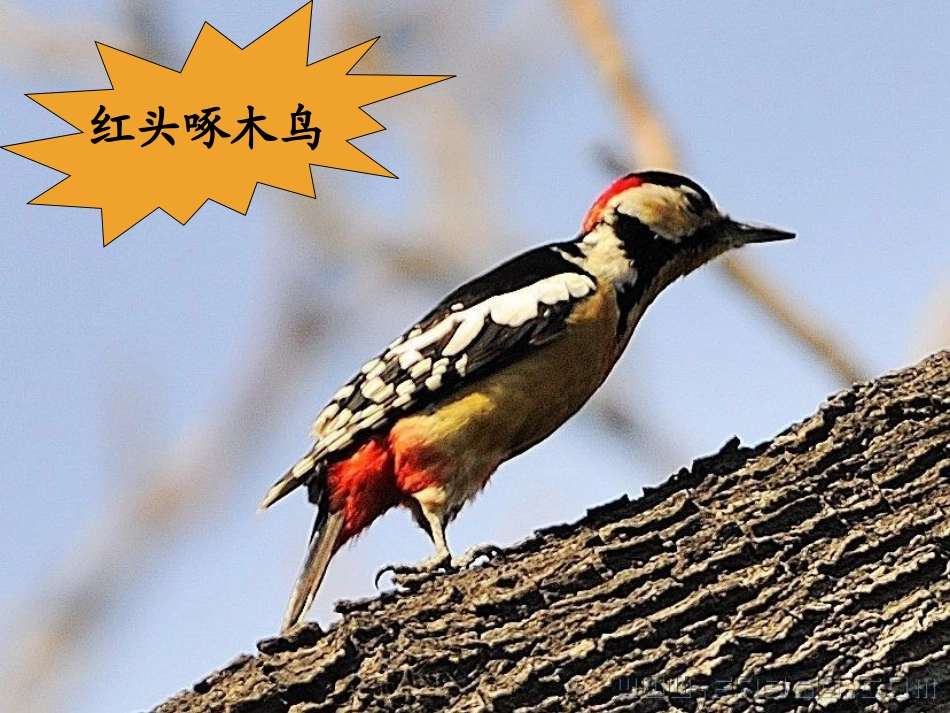 音乐课件《小鸟小鸟》 (2)_第3页