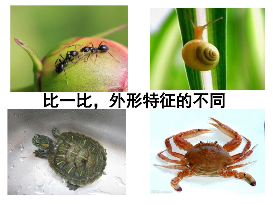 《奇妙的爬行》课件1_第3页