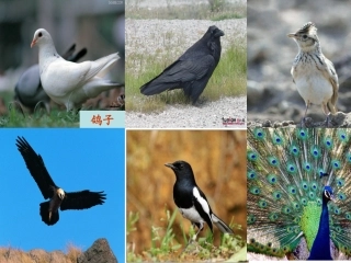 《金奖章》公开课课件