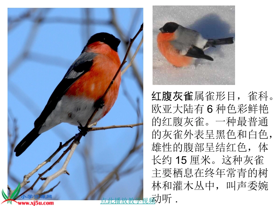 《5灰雀》PPT课件_第2页