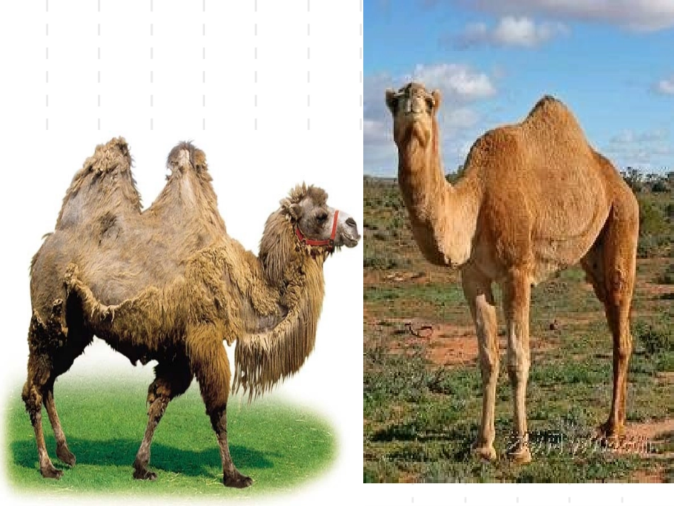 三年级上册找骆驼_第3页